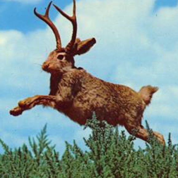 jumpnjackalope